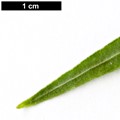 SpeciesSub: var. angustifolium